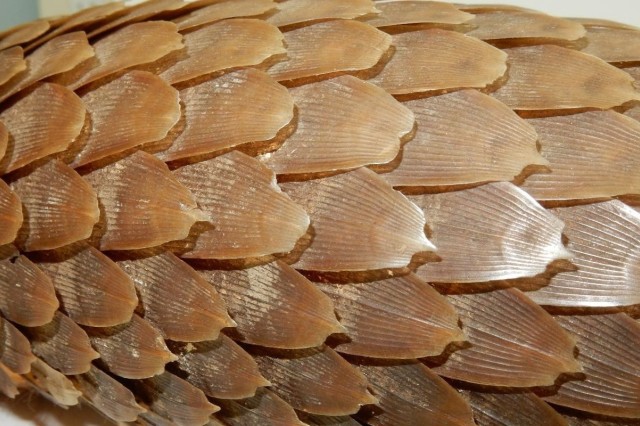 Closeup of a pangolin's brown, overlapping, broad, flat scales 